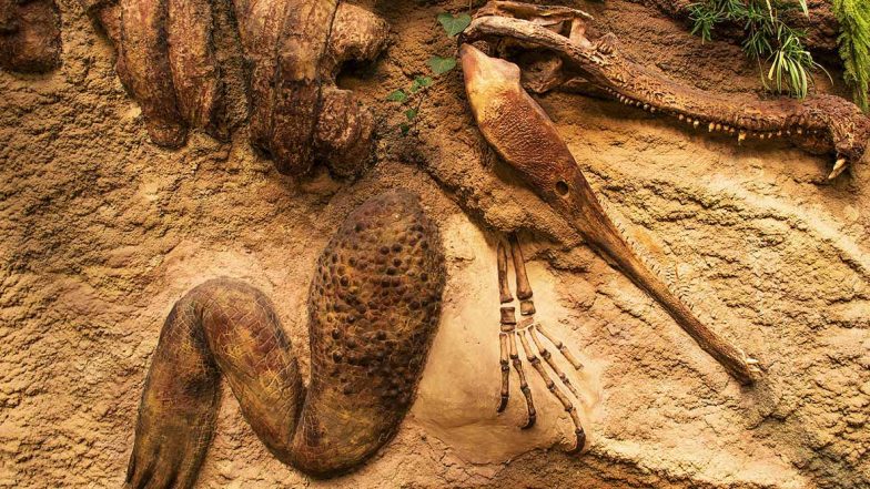 Forget ‘Cloned’ Dinosaur in China, Find Real Dinosaur Fossils At These 5 Places Around The World - Zee Kannada