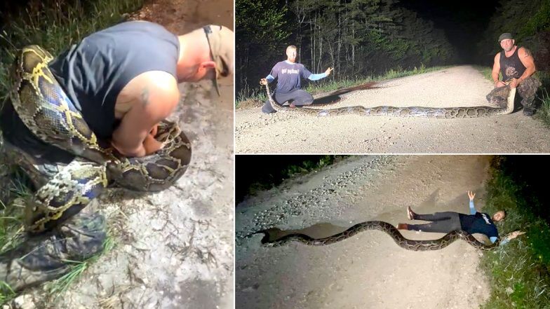 What a Monster! Potentially 'Largest' Burmese Python Captured by Snake  Hunters in Florida Everglades, Watch Terrifying Pics and Videos - ZEE5 News